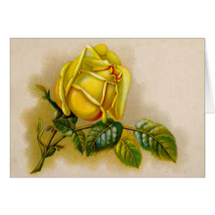 Gelbe Rose Antike Vintage Druckkunst