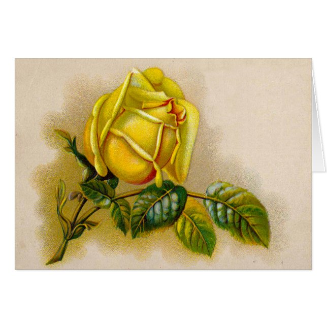 Gelbe Rose Antike Vintage Druckkunst (Vorderseite (Horizontal))