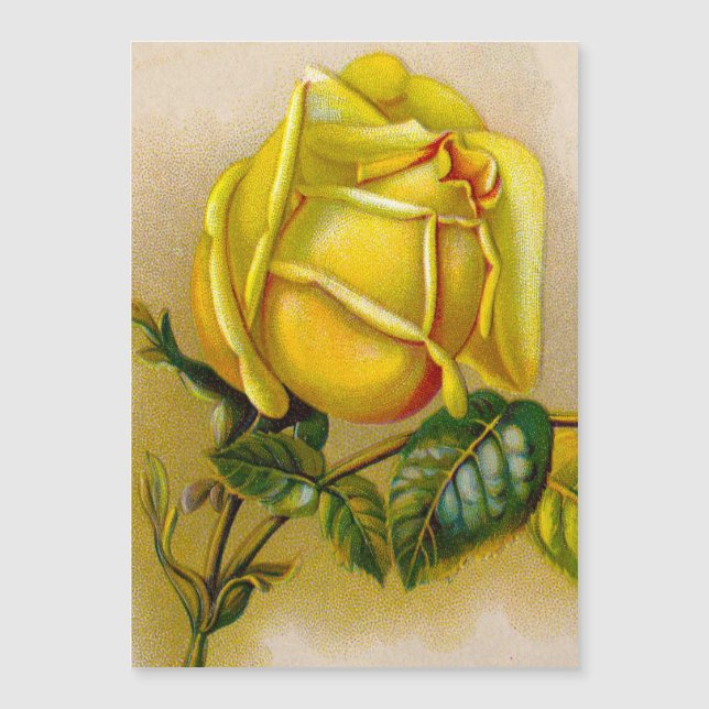 Gelbe Rose Antike Vintage Druckkunst Magnetkarte (Vorderseite)