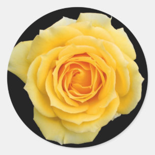 Gelbe Rose, Aufkleber