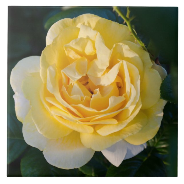 Gelbe Rose Blossom Fliese (Vorderseite)