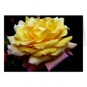 Gelbe Rose-Blume