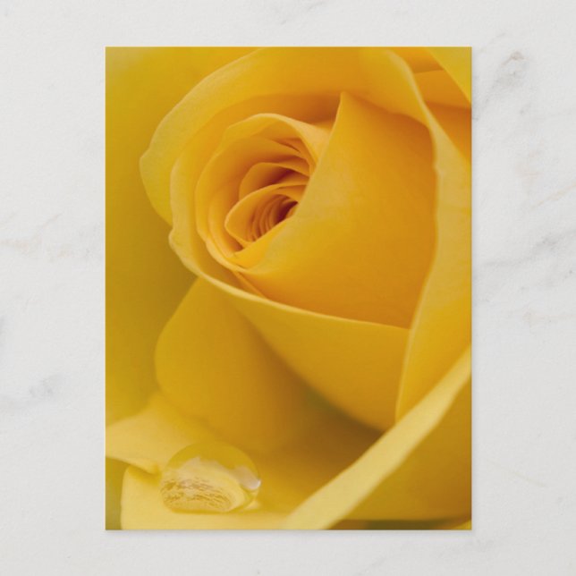 Gelbe Rose-Blume Postkarte (Vorderseite)