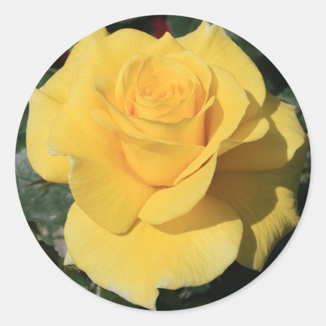 Gelbe Rose Blume Runder Aufkleber (Vorderseite)