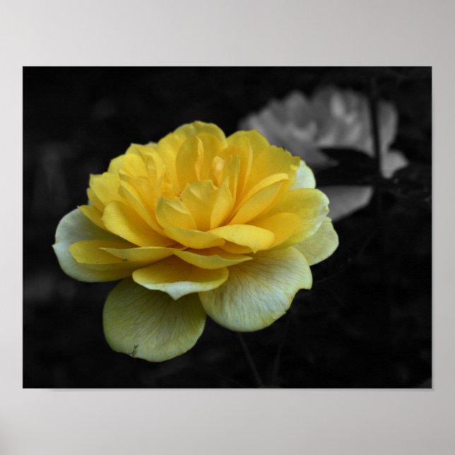Gelbe Rose Blume, teilweise Farbe Poster (Vorne)