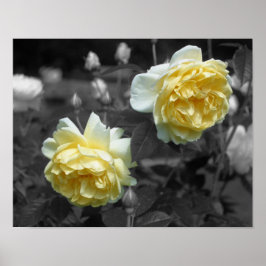 Gelbe Rose-Blume, teilweise farbig Poster
