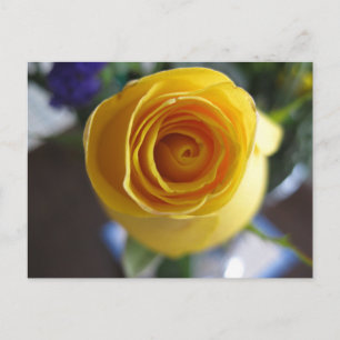 Gelbe Rose Blumen Makrofotografie Postkarte