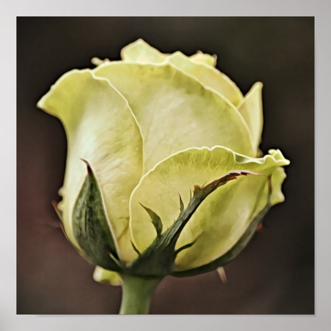 Gelbe Rose Bud Fotografien Print Poster (Vorne)