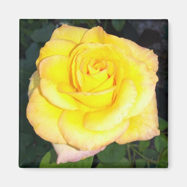 Gelbe Rose Foto Square Magnet (Vorne)