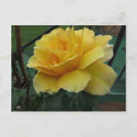 Gelbe Rose geöffnet