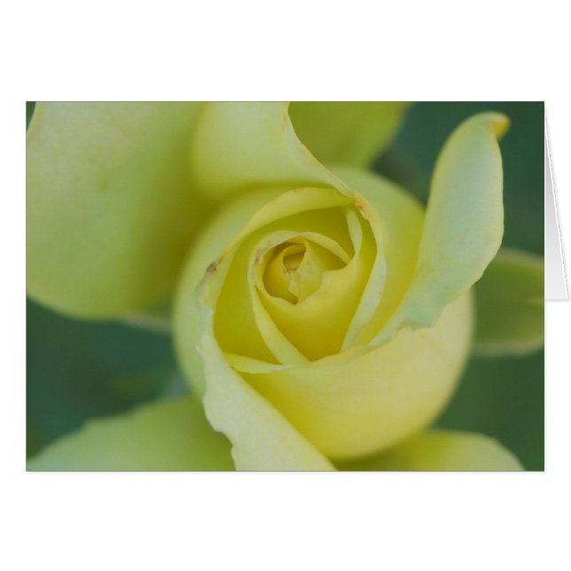 Gelbe Rose II (Vorderseite (Horizontal))