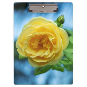 Gelbe Rose Klemmbrett