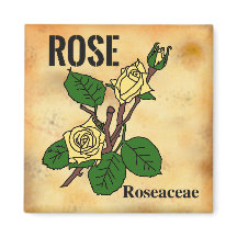 Gelbe Rose Linienstil im Stil von gealtertem Papie