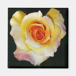 Gelbe Rose Magnet