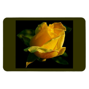 Gelbe Rose Magnet