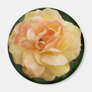 Gelbe Rose Magnet