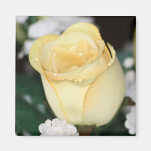 Gelbe Rose Magnet