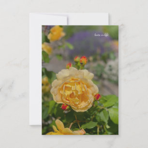 Gelbe Rose Mitteilungskarte