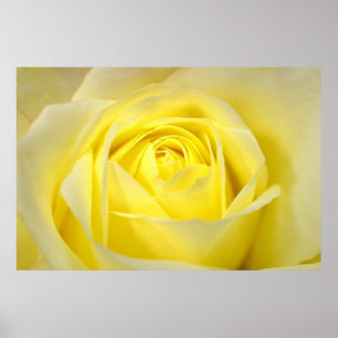 Gelbe Rose Nahaufnahme Poster