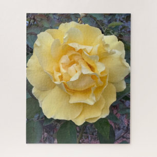 Gelbe Rose, Oakland