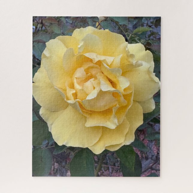 Gelbe Rose, Oakland (Vertikal)