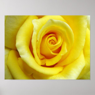 Gelbe Rose Poster