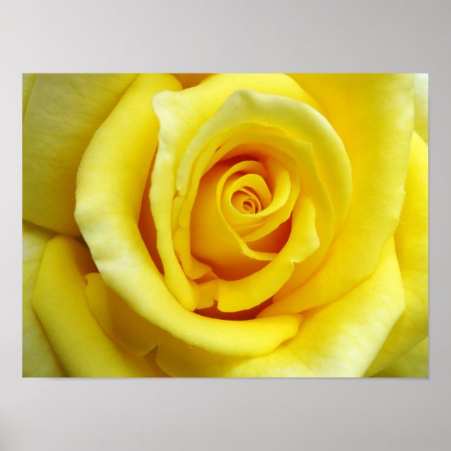 Gelbe Rose Poster (Vorne)