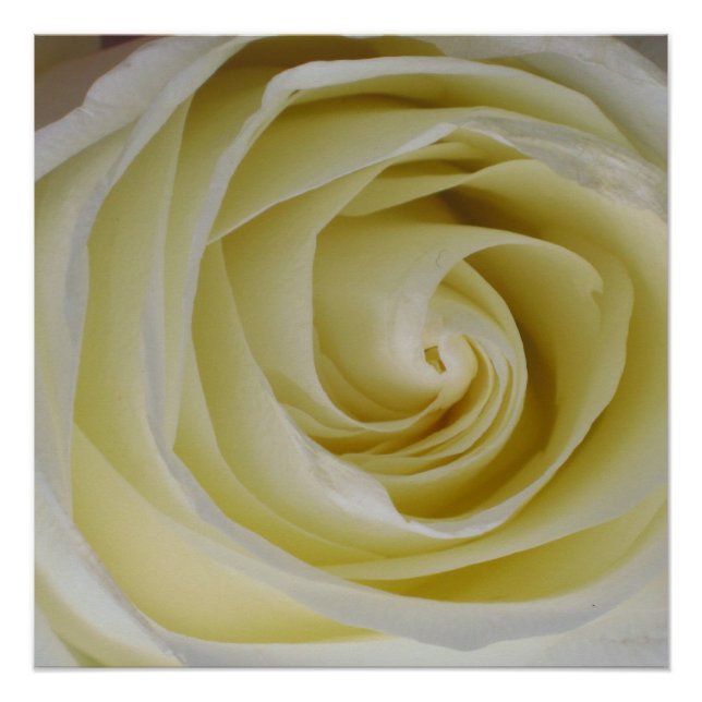 Gelbe Rose Poster drucken (Vorderseite)