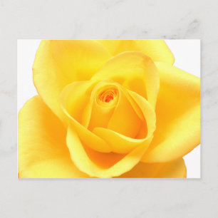 Gelbe Rose Postkarte