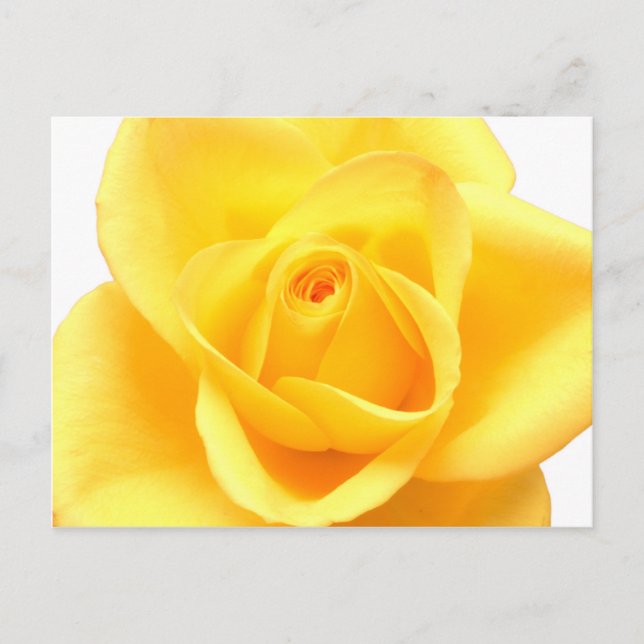 Gelbe Rose Postkarte (Vorderseite)