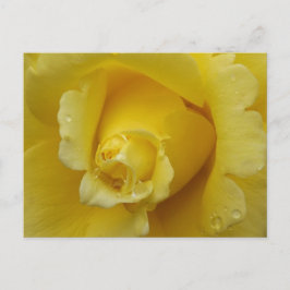 Gelbe Rose Postkarte
