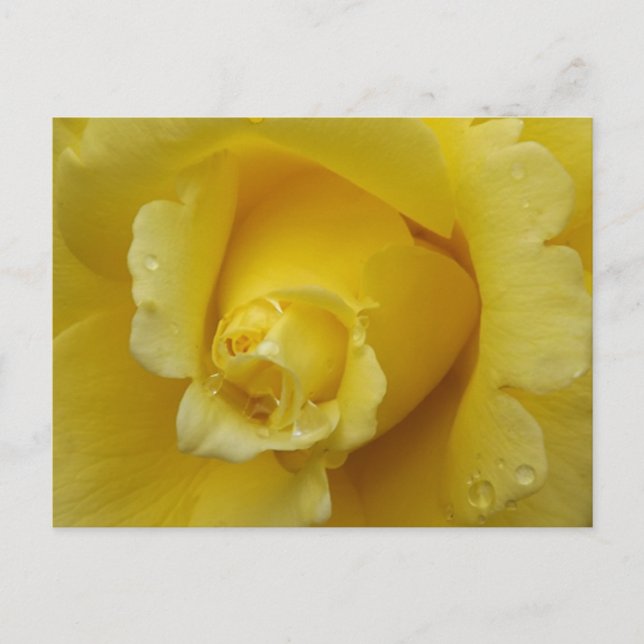 Gelbe Rose Postkarte (Vorderseite)