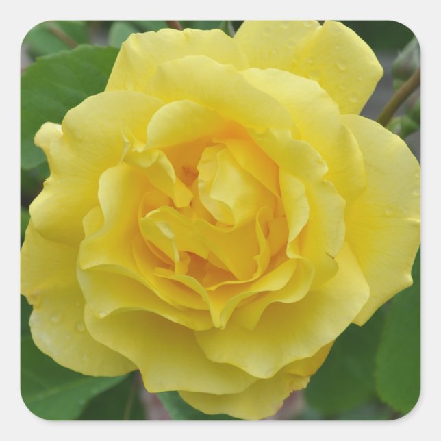 Gelbe Rose Quadratischer Aufkleber (Vorderseite)