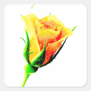 Gelbe Rose Quadratischer Aufkleber