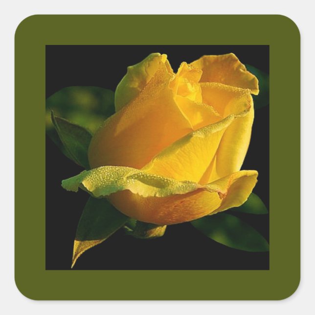 Gelbe Rose Quadratischer Aufkleber (Vorderseite)