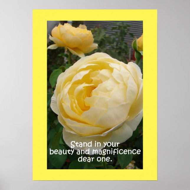 Gelbe Rose Rose Naturgarten Poster (Vorne)