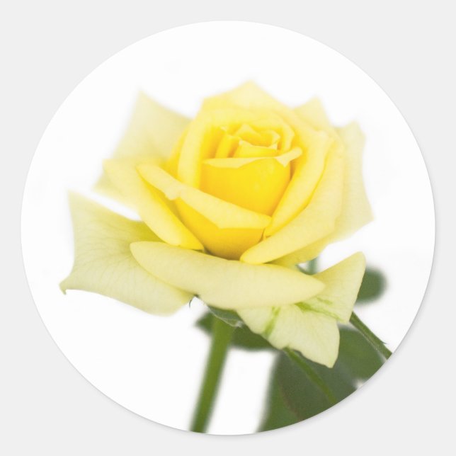 Gelbe Rose Runder Aufkleber (Vorderseite)