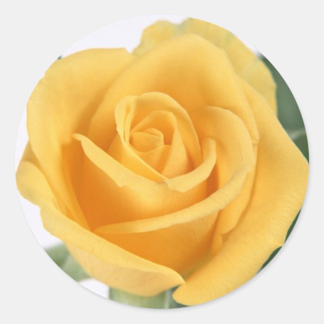 Gelbe Rose Runder Aufkleber (Vorderseite)
