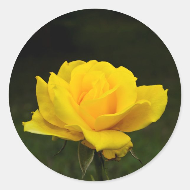 Gelbe Rose Runder Aufkleber (Vorderseite)