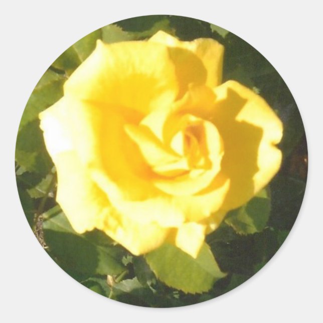 Gelbe Rose Runder Aufkleber (Vorderseite)