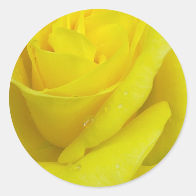 Gelbe Rose Runder Aufkleber (Vorderseite)