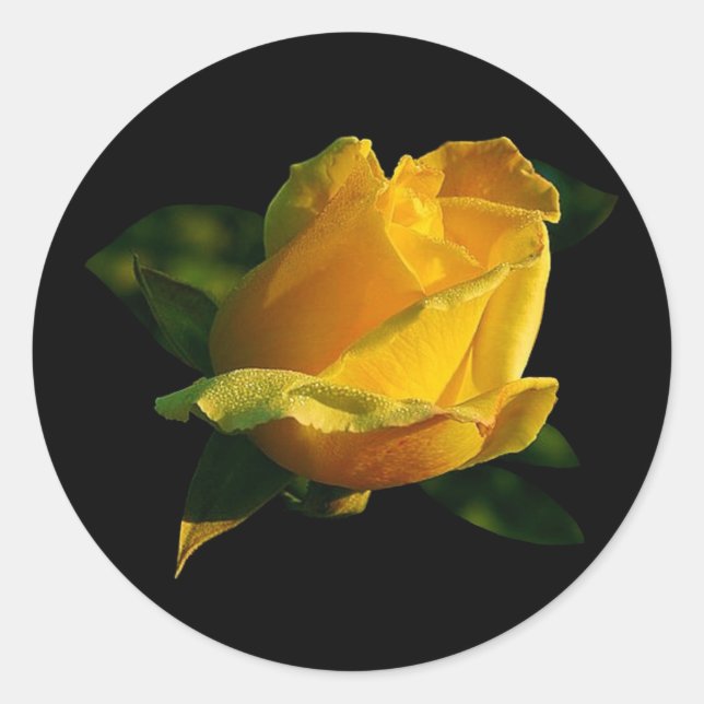 Gelbe Rose Runder Aufkleber (Vorderseite)