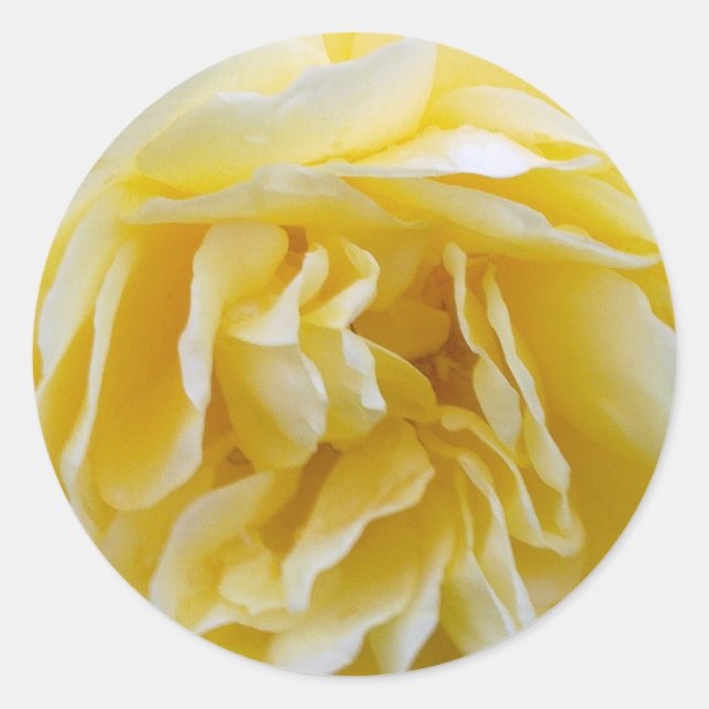 Gelbe Rose Runder Aufkleber (Vorderseite)