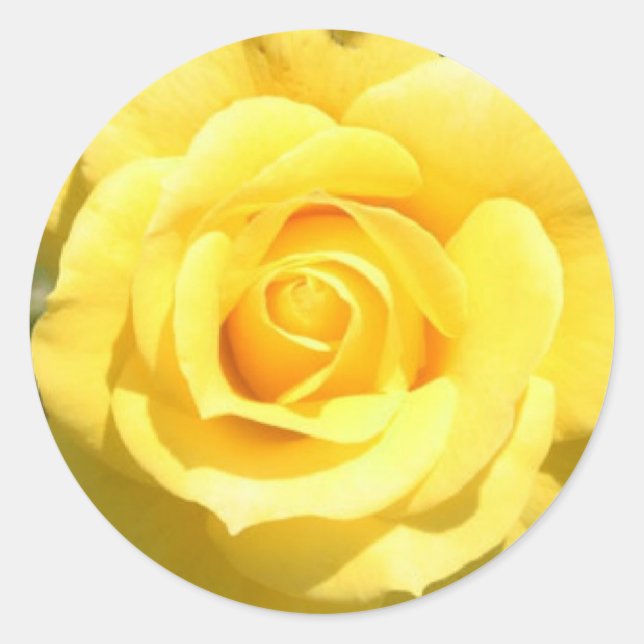Gelbe Rose Runder Aufkleber (Vorderseite)