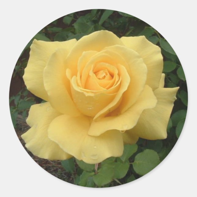 Gelbe Rose Runder Aufkleber (Vorderseite)