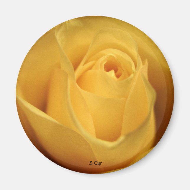Gelbe Rose, S Cyr Magnet (Vorne)