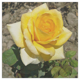 Gelbe Rose Stoff