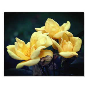 Gelbe Rose Trio 8x10 Fotodruck
