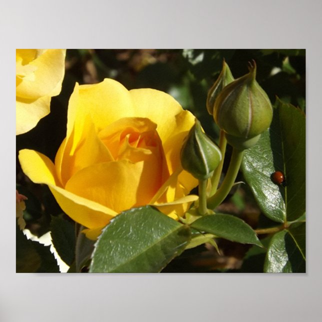 Gelbe Rose und Damenbrille Poster (Vorne)
