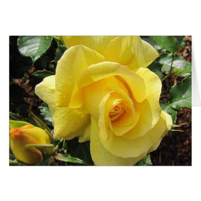 Gelbe Rose und Rosenknospe (Vorderseite (Horizontal))
